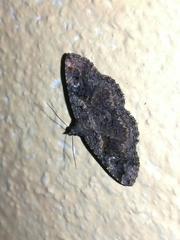 Toxonprucha repentis