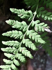 Cystopteris laurentiana