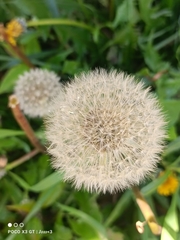Taraxacum officinale
