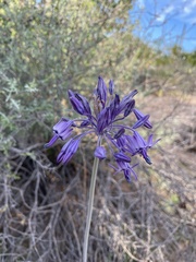 Triteleiopsis palmeri