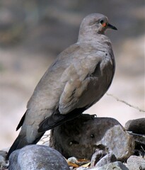 Metriopelia melanoptera