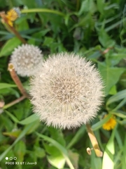 Taraxacum officinale