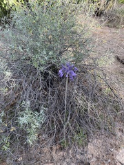 Triteleiopsis palmeri