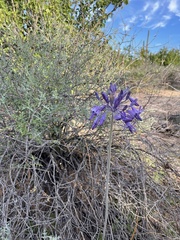 Triteleiopsis palmeri