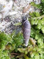 Alinda biplicata