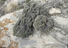 Nanophyton grubovii