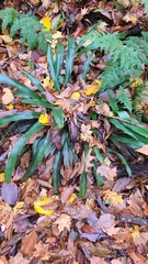 Carex fraseriana