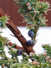 Juniperus communis
