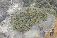 Nanophyton grubovii