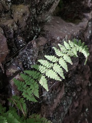 Cystopteris laurentiana