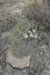 Nanophyton grubovii