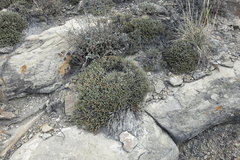 Nanophyton grubovii