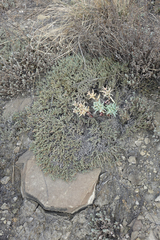 Nanophyton grubovii