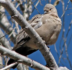Metriopelia melanoptera