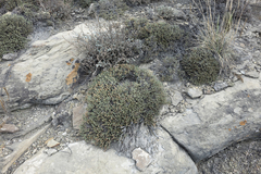 Nanophyton grubovii