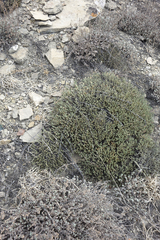 Nanophyton grubovii
