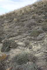 Nanophyton grubovii