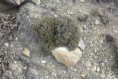 Nanophyton grubovii