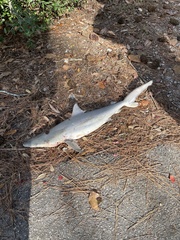 Carcharhinus brevipinna