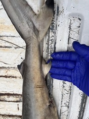 Carcharhinus brevipinna