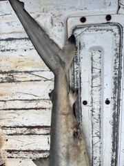 Carcharhinus brevipinna