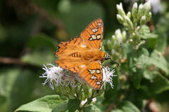Myscelus amystis
