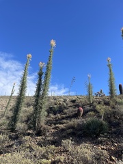 Fouquieria columnaris