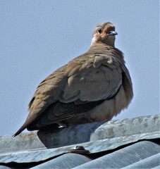 Metriopelia melanoptera