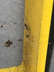 Frontinellina frutetorum