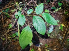 Maesa japonica