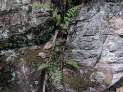 Cystopteris laurentiana