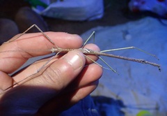 Phasmatinae