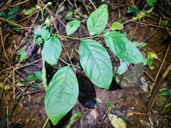Maesa japonica