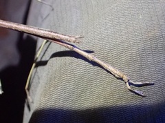 Phasmatinae