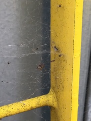 Frontinellina frutetorum