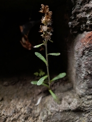 Gamochaeta americana