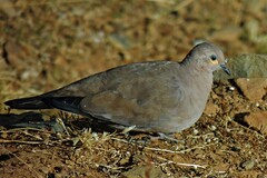 Metriopelia melanoptera