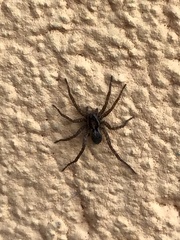 Pardosa