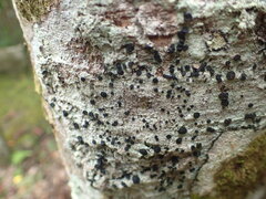 Lecidella elaeochroma