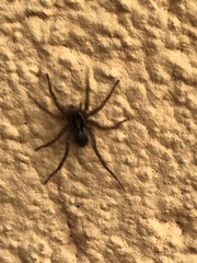 Pardosa