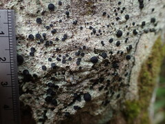 Lecidella elaeochroma