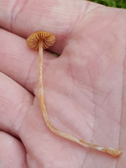 Mycena aurantiomarginata