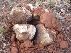 Pisolithus