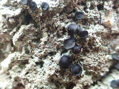 Lecidella elaeochroma