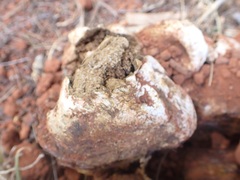 Pisolithus
