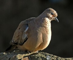Metriopelia melanoptera