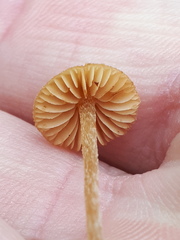 Mycena aurantiomarginata