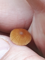 Mycena aurantiomarginata