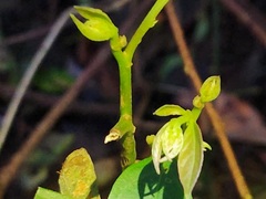 Maesa japonica
