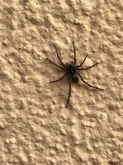 Pardosa